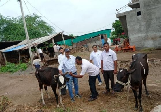 Veterinary officers examining cattle in adopted rural village